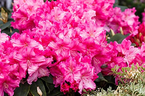 Rhododendron Hybride 'Caruso' 30–40 cm – Winterhart, Immergrün, Mehrjährig – Rhododendron – Zierstrauch für Garten & Kübel