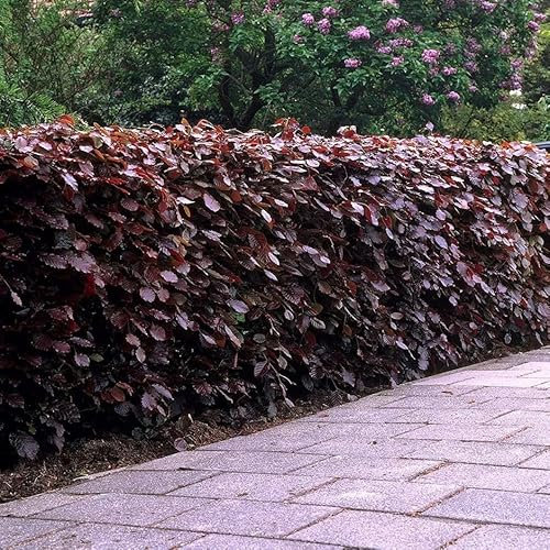 Plant Theory 60cm - 80cm Common Beech Hedging Plant Fagus Sylvatica 10 × Bare Root Plants