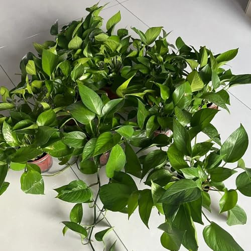 Semi di Pothos - arredamento del soggiorno per giardinieri semi di ufficio prodotti sostenibili verdi interno resistenti esterno in vaso decorative per la 500pcs