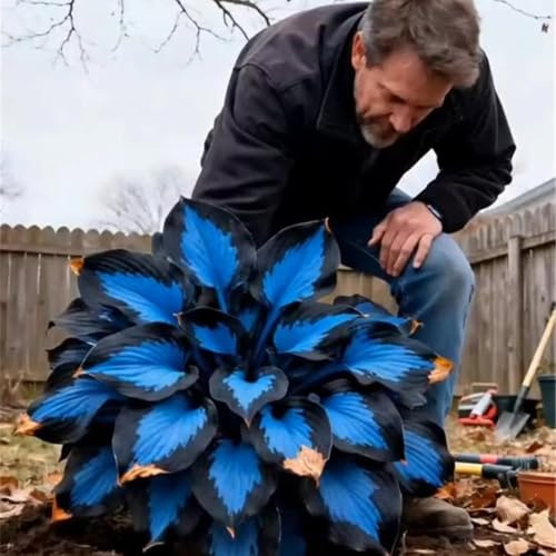 Hosta Rhizom-Mehrjährige-kältebeständig-ertragreiche, sonnenliebende - kletternde, wurzelnackte-2 Funken Hosta Rhizom-H