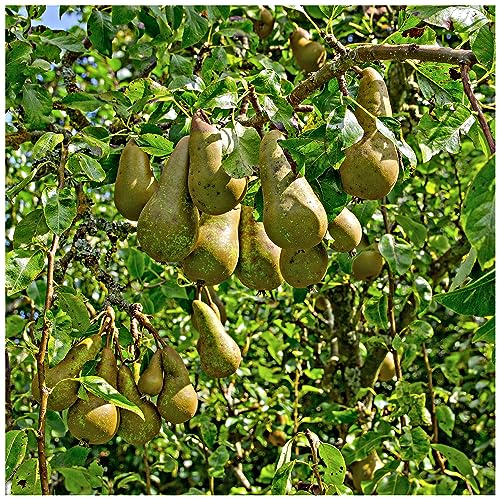 Conference Pear Tree 3-4ft 4L Pot, Self-Fertile & Heavy Cropper, Ready to Fruit 3fatpigs®