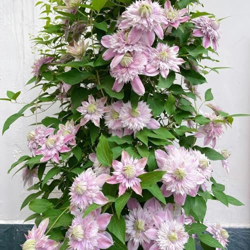 kletterpflanzen clematis zwiebeln - klematis - blühwiese mehrjährig, geschenk garten clematis knollen, flowers decoration, zimmerpflanzen frühlingsblumen zwiebeln, zimmerbonsai bonsai 3pcs