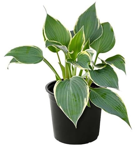 50 graines de plantes hosta