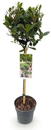 Laurus nobilis - Plante sur tige - Plante de terrasse - Persistante - Peu d'entretien - 80-90cm - Ø19cm - Plante de jardin