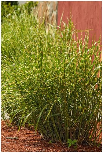 Stauden Gänge 1 x Miscanthus sinensis 'Little Zebra' kleines Zebraschilf | Mittelhohes Ziergras für Sonne, Blüte September bis Oktober, mehrjährig, 1 L Topf (11x11 cm)