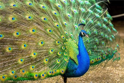 Aimaor Malen Nach Zahlen Erwachsene,Tier Pfau Paint by Numbers Adult Bastelset Malen-Nach-Zahlen Kinder Anfänger Leinwand Kreativ Set DIY Set Malen nach Zahlen（DIY Frame） 50x65cm