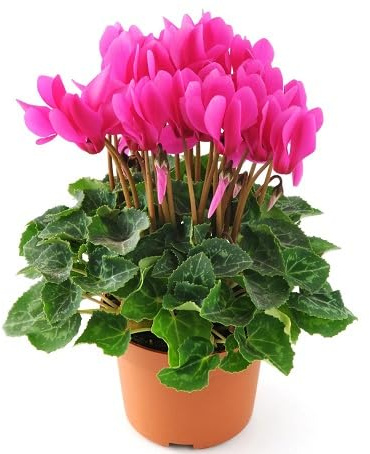 100 Stück rosa Alpenveilchen-Blumensamen