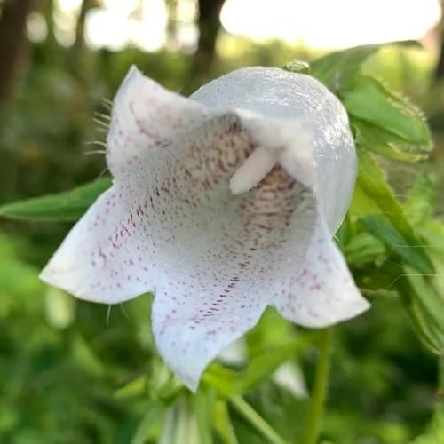 semi di campanula perenni ornamentali decorazione di campanule recisi da balcone perenni resistenti 55pcs