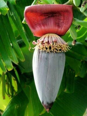 Musa Ochracea, The Hairy Banana or Pink Banana, 10 Seeds Patio Plant