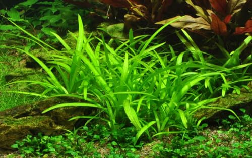 AquaOne Aquarium Pflanze In Vitro Sagittaria subulata Wasserpflanze | 1-2-Grow. Aquariumpflanze Becher Labor-Aquarienpflanzen Dekoration Aquascaping