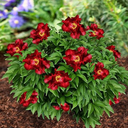Peonía Itoh Red Passion (1 planta), híbrido de peonía, planta perenne | resistente al invierno, plantas de Holanda para jardín y maceta (no son semillas, bulbos ni artificiales) (rojo)