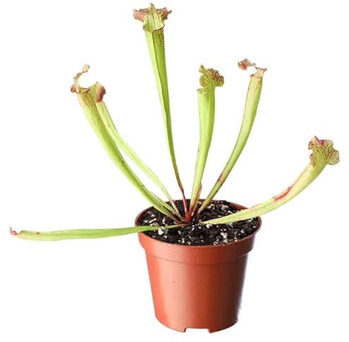 Sarracenia Natural Planta Antimosquitos Carnívora para el Interior del Hogar