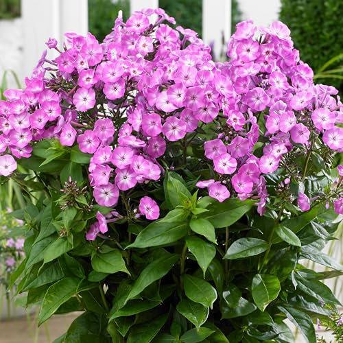 Phlox Famous Light Purple - Hardy Fragrant Perennial for Borders and Wildlife Gardens - Outdoor Flowering Plant in Pot (9cm Pot, 10-20cm)