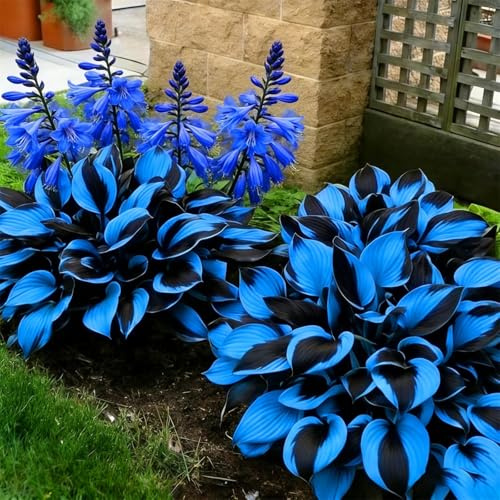 Hosta ornamentale viva - Facile da trapiantare, facile da coltivare, Perenne resistente al freddo per uso esterno-2 PIECE-A