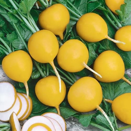 500 Graines de RADIS JAUNE - Raphanus Sativus - Radis Zlata - Peau Doré et chaire Blanche - Legume Jardin - 318