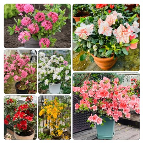 semi di rododendro - Vecchie varietà resistenti Giardino 50pcs