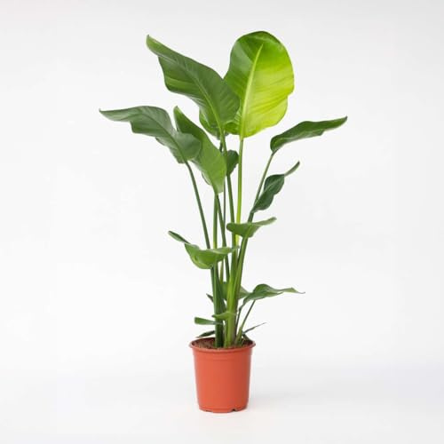 Strelitzia Nicolai - Fleur d'oiseau de paradis - 90-110cm - Ø21cm - Plante d'intérieur - Vert persistant