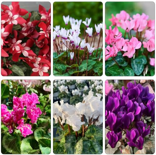 Alpenveilchen blumensamen kaufen immergrüne sommerblumen frühlingsblumen kräuterbeet blumengarten indoor kräutergarten kletterpflanze blumenwiesensaat balkon beet dachbegrünung 1200samen