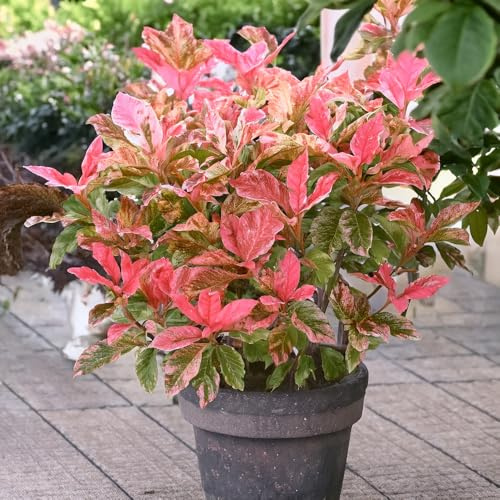 Bedwen Photinia 'Pink Crispy' 4L Plant – Marbled Variegated Shrub with Hot Pink New Growth