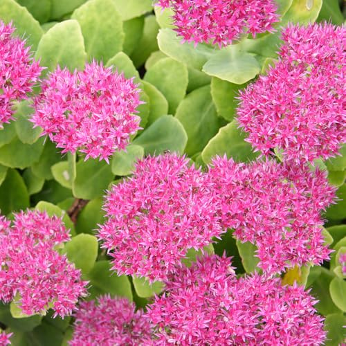 semillas de sedum, jardín balcón en decoración interior 600pcs