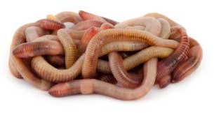 Gemischte Würmer 1 kg (ca. 1000 Stück)