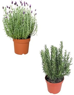 Pack Lavada + Romero Plantas Naturales Aromáticas de uso Culinario