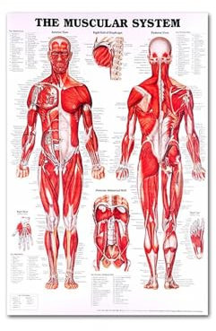 Seidentuch menschliches Anatomie -Poster -Skelettmuskelsystem unterrichten medizinischer Wand dekorativer Poster(A)