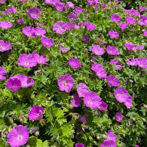 storchschnabel schmetterlingsflieder gartenblumen blumensaat frühlingsblumen schnittblumen dachbegrünung wildblumen balkonblumen gartendeko für draußen indoor garten zimmerpflanze 100samen