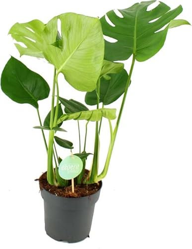 DECOALIVE Monstera Planta Natural Monstera Deliciosa para Interior