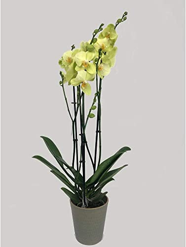 Garden Center Shop | Orquídea Phalaenopsis natural 75 cm amarilla | 2‑3 tallos floridos | Fácil cuidado y larga floración