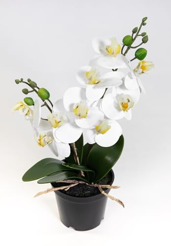 Seidenblumen Roß Mini Orchidee Real Touch 30cm im Topf GA künstliche Phalaenopsis Blumen Kunstpflanzen Kunstblumen (Weiß)