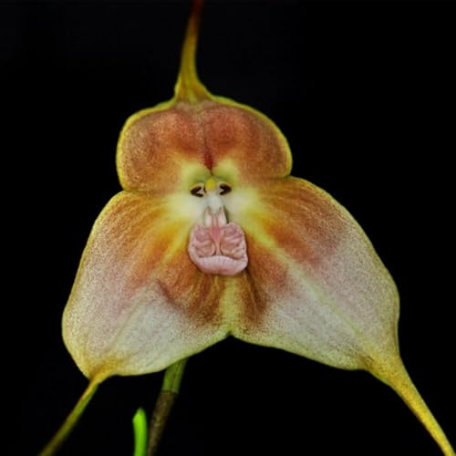 Semi di orchidea scimmia, Dracula simia, le da giardino roccioso sono resistenti Semi di orchidea faccia di scimmia, 300pcs