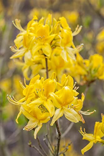 Rhododendron luteum 'Golden Sunset' 30-40 cm – Winterhart, Mehrjährig, Pflegeleicht – Azalee – Zierstrauch für Garten & Beet