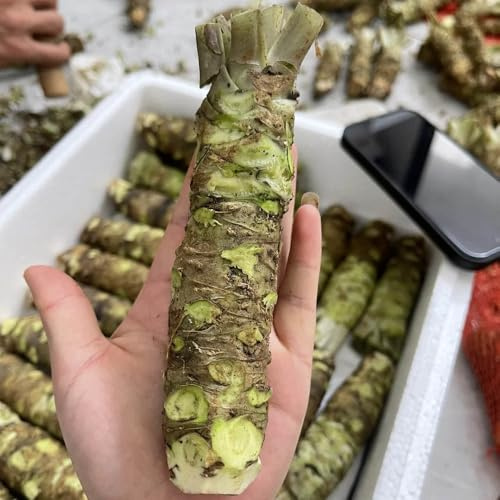 semi di wasabi - vecchie varietà, giardino resistenti balcone, biologici esterno 300pcs