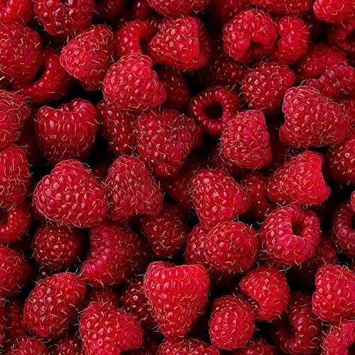 Himbeeren - säulenobst balkongewächshäuser obstbaum balkonpflanzen obstsamen zwergobstbäume winterhart alte sorten obstgarten säulenobstbäume steingartenpflanzen exotische 400Samen