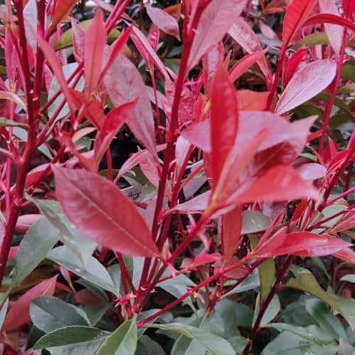 Photinia Carré Rouge - Photinia fraseri Carré Rouge 40/50cm Pot 3L ? Arbuste pour Haie et Jardin
