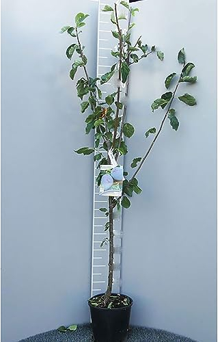 SAVINI VIVAI Ciruelo Shiro, Plantas frutales, Árbol en maceta, 22-24 cm 2-3 años, Altura 130-150 cm