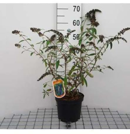 Buddleja dav. 'Adonis Blue'® ('adokeep'®) - Schmetterlingsflieder 30-40 cm Container