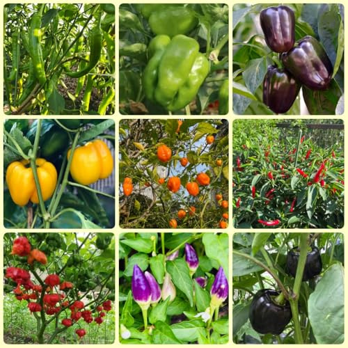 Chili, Chilisamen, geschenke für hobbygärtner Capsicum annuum, pflanzensamen zimmerpflanzen, pflanzensamen geschenke für gärtner gemüsesamen küchenkräuter 60Samen