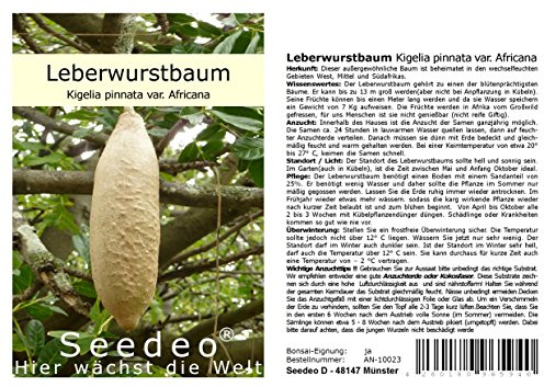 Seedeo® Leberwurstbaum (Kigelia pinnata var. Africana)10 Samen