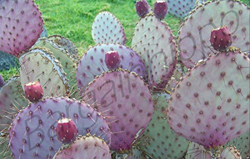 Graine Opuntia Chlorotica Santa Rita Cactus Longue Ou Courte Épines Violet Rose Paquet De 100 Graines