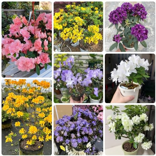 RhododendronSamen, sträucher garten AzaleeSamen, steingartenpflanzen winterhart gartenpflanzen stauden winterhart mehrjährig 200pcs