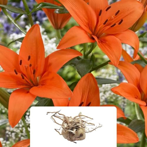 1 Lilium Orange Matrix – Vibrant Asiatic Lily Blooms – Extra Large Summer-Flowering Bulb – Perennial – Perfect for UK Gardens & Climate Conditions