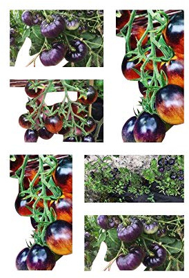 Indigo Tomaten Samen Mischung (25 Samen) von Samenchilishop