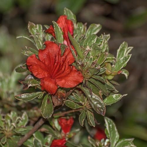 Azalea Japonica Hotshot Variegata - Hardy Shrub - Evergreen - Dazzling Red Flowering - Easy to Grow Your Own - Ideal Patio Pots, Rockeries & Gap Filler Displays - 1x 17cm Pot by Thompson and Morgan