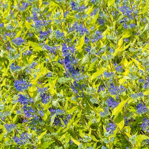Caryopteris Worcester Gold Plantes de Jardin Prêtes Arbuste à Feuilles Caduques en Pot