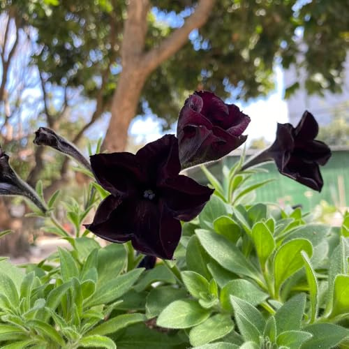 semillas de petunia colgando de perenne resistente petunia petunia, para balcón, raras, decoración de salón 125pcs