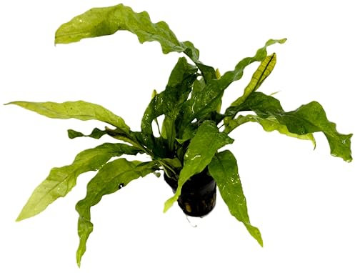 WASSERPFLANZEN WOLFF - ein Topf Javafarn/Microsorum pteropus, Schwarzwurzel-Wasserfarn, barschfeste Aquarienpflanze, pflegeleicht, Mittel- & Hintergrund