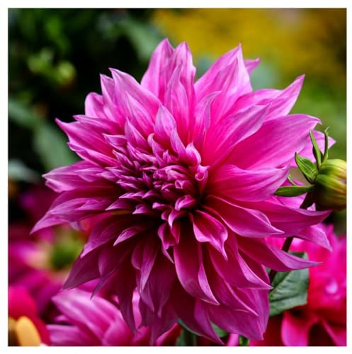 Plant in a Box - Dahlien - 3er Set - Dahlia 'Café au lait Rosé' - Dahlienknollen pflanzen - Sommerblüher - Rosa Blüten - Ideal für Garten und Beete