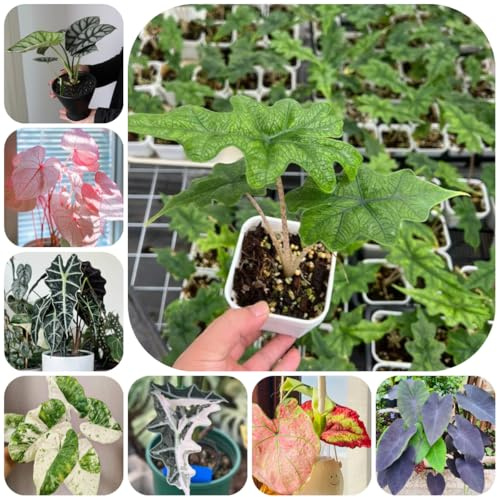 semi di alocasia - rare resistenti per il giardino in all'esterno da balcone da interno facili curare semi 450pcs